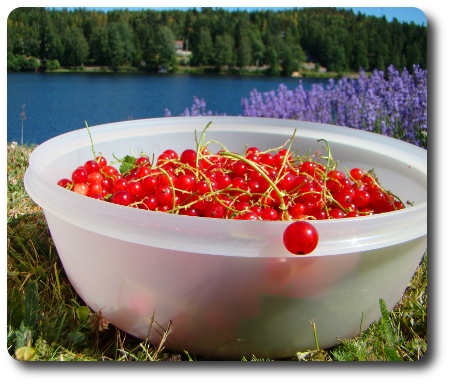 En skål med röda vinbär.