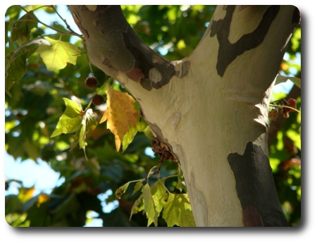 Träd i Barcelona. Träd i Barcelona.