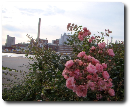 Rosorna blommar. Industrin i bakgrunden.