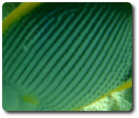 Kan du gissa vad det här är?