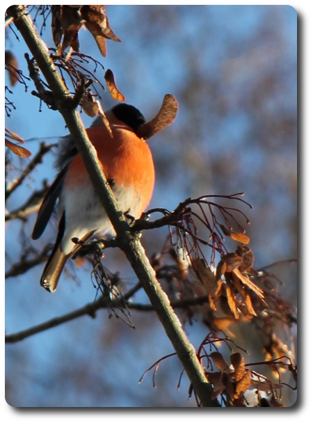 Domherre med lång näsa / var sitter öronen