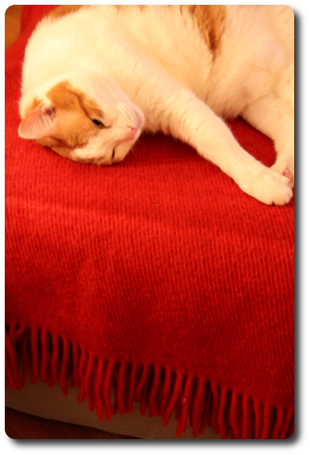 Katten heter Drutten