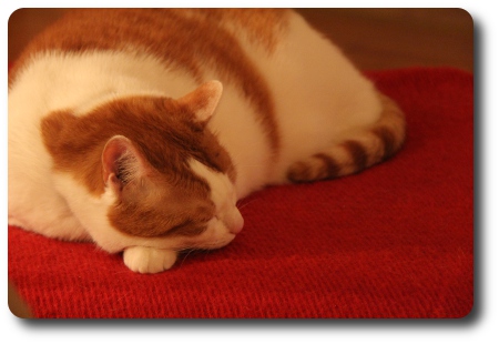 Katten heter Drutten