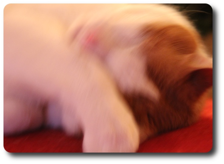 Katten heter Drutten