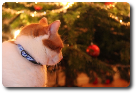 Katten heter Drutten