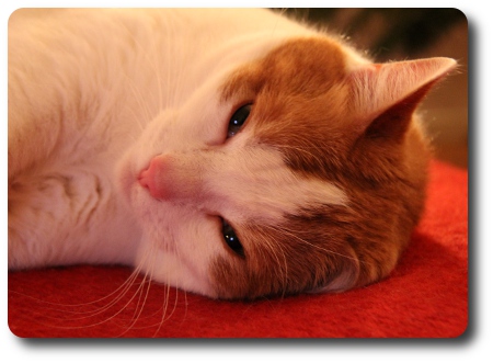 Katten heter Drutten