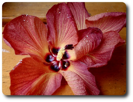 Sandkorn på en vissen blomma med på Fiji.