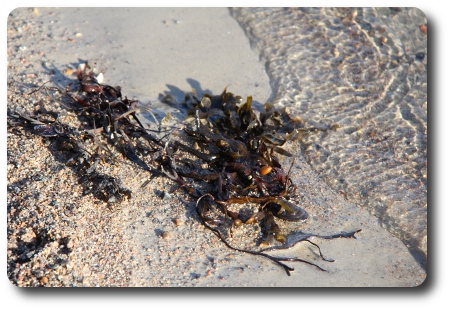Blåstång, Sternö Sandvik
