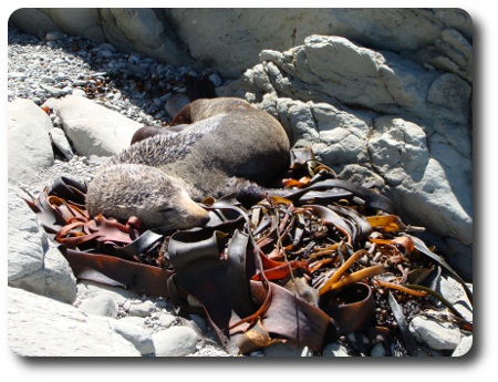 Säl i Nya Zeeland