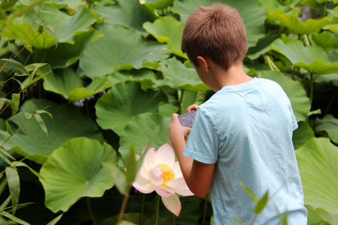 Fotograferar lotusblomma