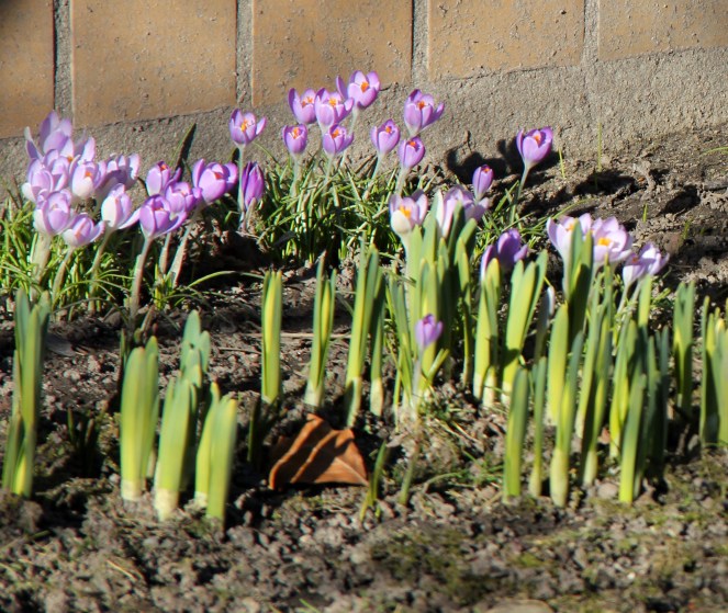 krokus