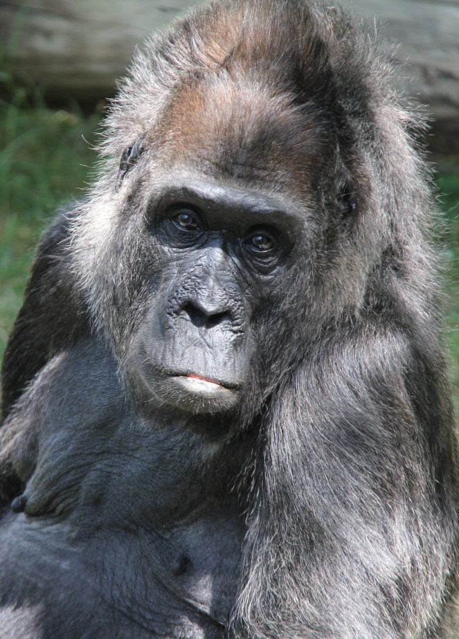 Gorilla