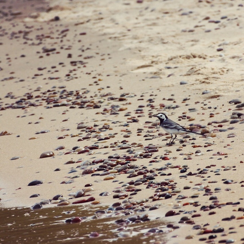 Sandstranden vid Knäbäckshusen - Sveriges vackraste strand
